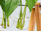 Plant Terrarium with Wooden Stand, Air Planter Bulb Glass Vase Metal Swivel Holder Retro Tabletop for Hydroponics Home Garden Office Decoration - 3 Bulb Vase